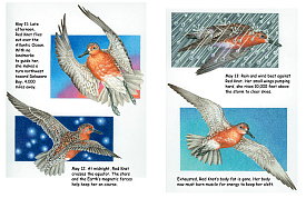 Red Knot pages 6-7