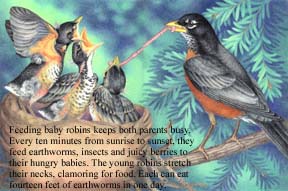 The Robins In Your Backyard, Pages 18-19